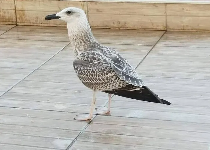 Rainbow 2 Complex 3*